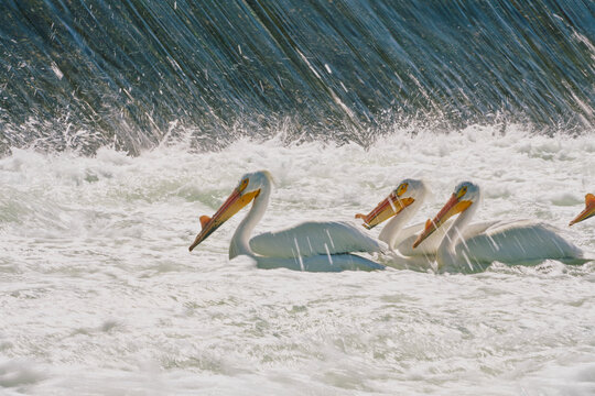 Pelicans In Spillway Foam