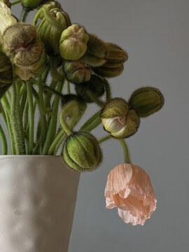 Minimal poppy floral still life