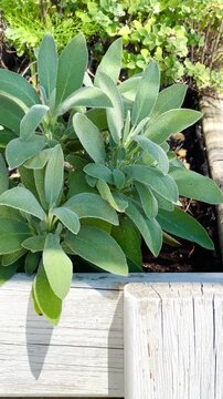 Fresh Sage Plant Wooden Planter Herb Garden Video Mediterranean Organic Aromatic
