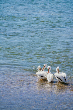 Pelicans On Lake Shore