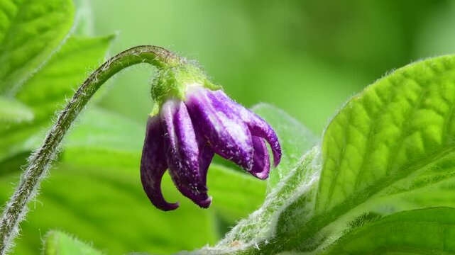 Rocoto Manzana, chili flower, closeup of the bloom with blurred background