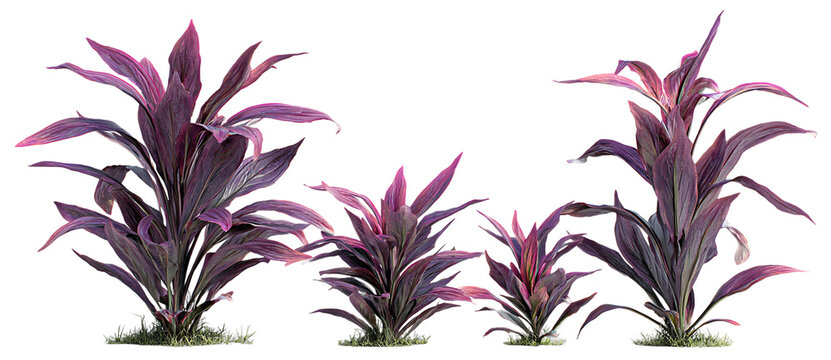 Set of Eupatorium purpureum (commonly known as purple Joe-Pye weed or sweetscented joe pye weed) flowering frontal isolated png on a transparent background perfectly cutout high resolution