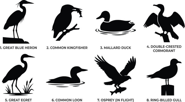 Water Birds and Waterfowl Silhouette Vector Set Featuring Heron, Kingfisher, Duck, Cormorant, Egret, Loon, Osprey, and Gull