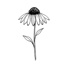 Fototapeta premium PNG Minimalist black and white flower