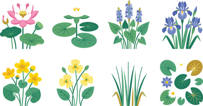 Water Plant and Aquatic Flower Vector Illustration Set Featuring Lotus Water Lily Iris and Reeds