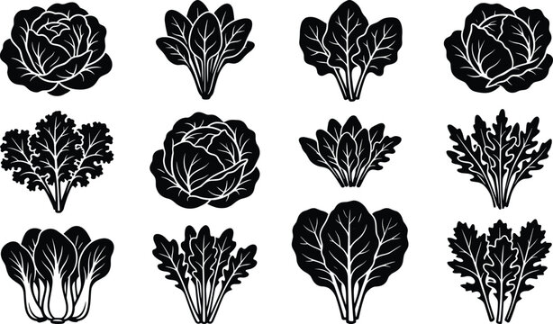 Leafy Greens Vegetables Black Silhouettes Set Featuring Cabbage Lettuce Spinach Kale and Bok Choy Vector Illustration