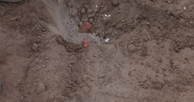 Farmer's hand carefully places organic seed potatoes into a prepared furrow, starting the growing cycle in the fertile garden soil during the spring planting season for a future harvest.