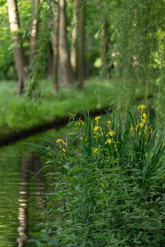 Yellow iris flowers bloom on green riverbank near calm park pond water. Lush wild plants in summer forest environment represent eco friendly nature conservation and botany landscaping.