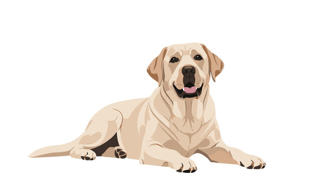 Labrador retriever dog with cream fur lying down on a white background in a simple flat vector illustration style.