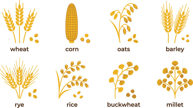 Cereal grains icon set yellow flat vector chart featuring wheat corn oats barley rye rice buckwheat millet
