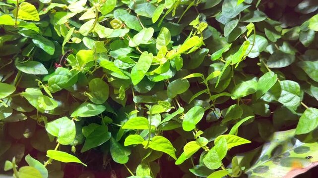 Poison dart frog hidden among lush green leaves in terrarium