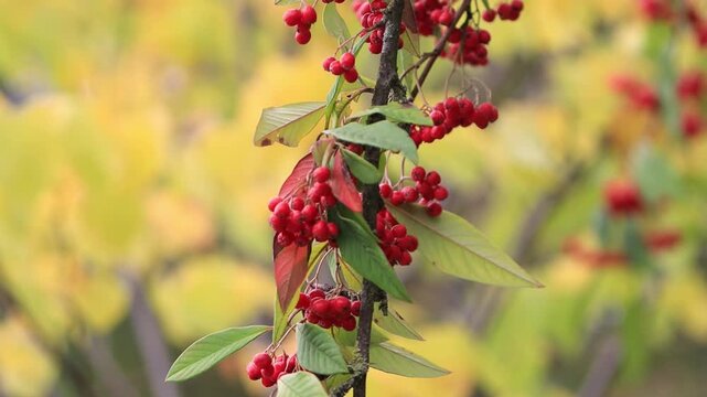 Cotoneaster coriaceus, bright red cotoneaster berries on the branches, branches full of glossy red cotoneaster fruits, green leaves, yellow-green background