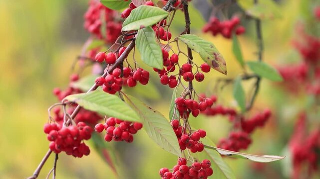 Bright red cotoneaster berries on the branches, branches full of glossy red cotoneaster fruits, green leaves, yellow-green background, Cotoneaster coriaceus