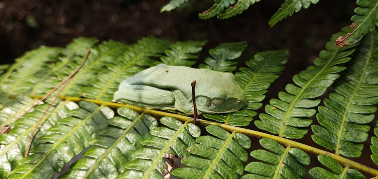 Green Tree Frog Resting on Fern Leaves in Tropical Rainforest