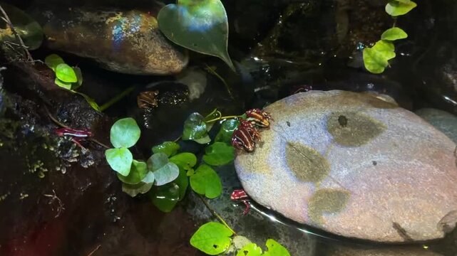 Poison dart frogs on rock among green plants in terrarium