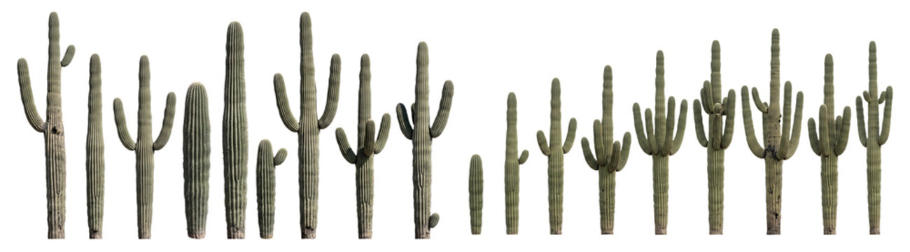 Saguaro cactus collection set with different sizes and shapes isolated on transparent background