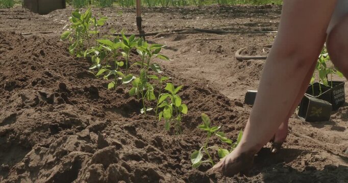 Young woman's hands carefully planting green pepper seedlings into a freshly tilled garden bed, promoting organic farming and sustainable living in a sunny backyard on a beautiful spring day