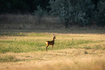 Roe buck in a patchwork meadow, antlers lit by evening sun © Rusu