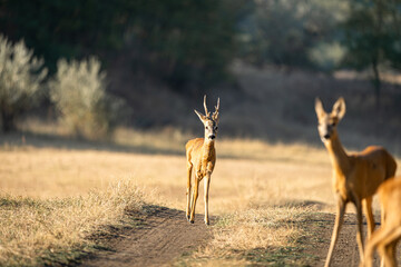 Roe buck on a country path facing the camera, warm side light © Rusu