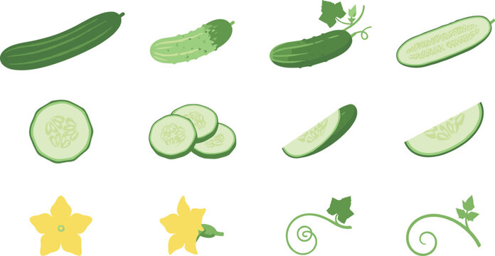 Fresh Cucumber Vector Icon Set Featuring Whole Gherkins Half Cross Section Slices Wedges Yellow Flowers Tendrils and Botanical Vine Elements