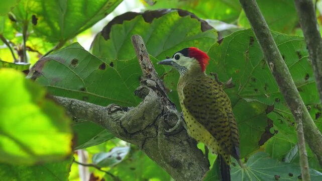 close-up of a Spot-breasted Woodpecker (Colaptes punctigula) foraging on a sapodilla tree, pecking the wood in search of insect larvae. This detailed sequence captures natural feeding