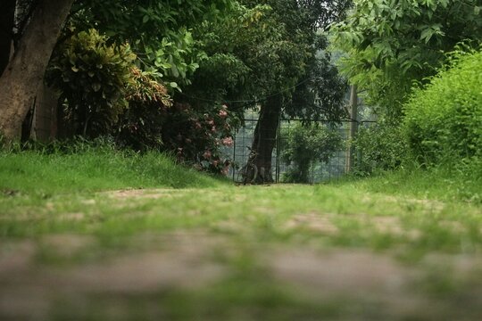Low angle view of a peaceful dirt path covered in green grass surrounded by lush trees