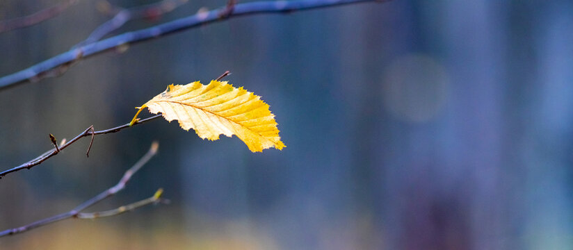 Yellow autumn leaf on branch against blurred blue background close up