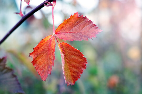 Red orange autumn bramble leaf on branch on blurred green background close up