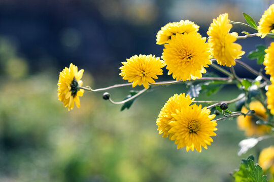 Yellow chrysanthemum flowers on branches on blurred green background close up
