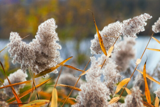 Beautiful fluffy reeds on the riverbank in autumn with selective focus landscape view