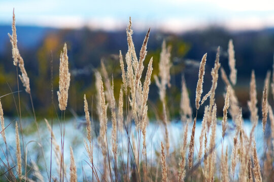 Dry grass against blue blurred water and autumn landscape