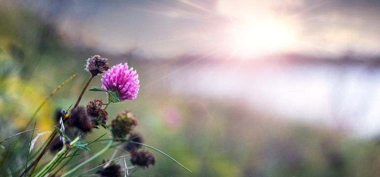 Pink clover flower against sunset and blurred water background