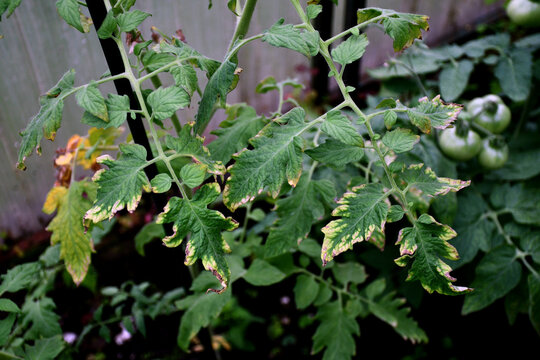 tomato leaf with yellow spots close-up. The natural texture of the leaf. Problems with organic tomato cultivation due to lack or excess of irrigation and nutrients, viral or fungal whiteness of plants