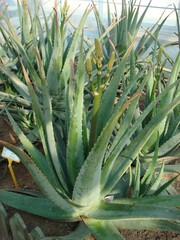 Fototapeta premium Aloe is a succulent perennial plant in Korea known as a versatile medicinal resource. This botanical specimen features thick fleshy leaves containing abundant moisture in nature.
