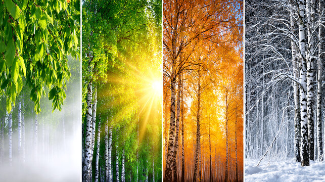 Collage depicting four seasons in a forest with birch trees, from lush green spring to snowy winter