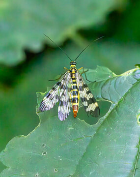 Close-up of a common scorpionfly (Panorpa communis) with patterned wings sitting on a green leaf.