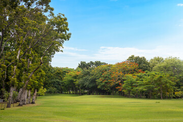 Fototapeta premium Scenic city park landscape with a massive green grass field for outdoor relaxation, picnic, and leisure