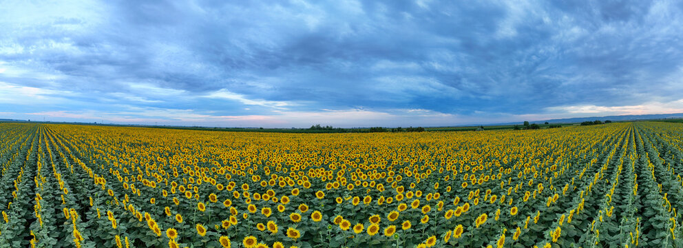 Aerial view of a vast field of blooming sunflowers stretching across the landscape under a dramatic cloudy sky in Sremska Mitrovica, Vojvodina, Serbia.