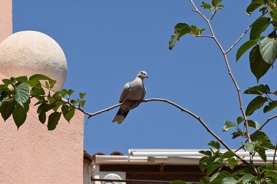 Perched Pidgeon