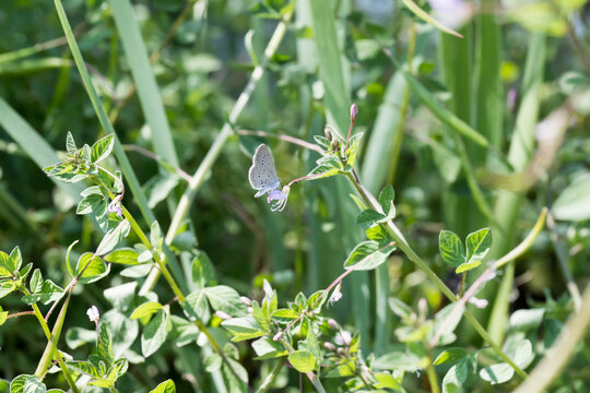 A lesser grass blue butterfly on the purple cleome flower.