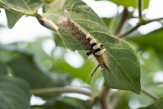 A Tussock caterpillar on a leaf.