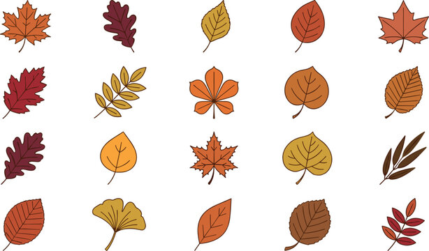 Autumn leaves vector illustration set with colorful fall foliage including maple oak birch elm and ginkgo isolated on white background.