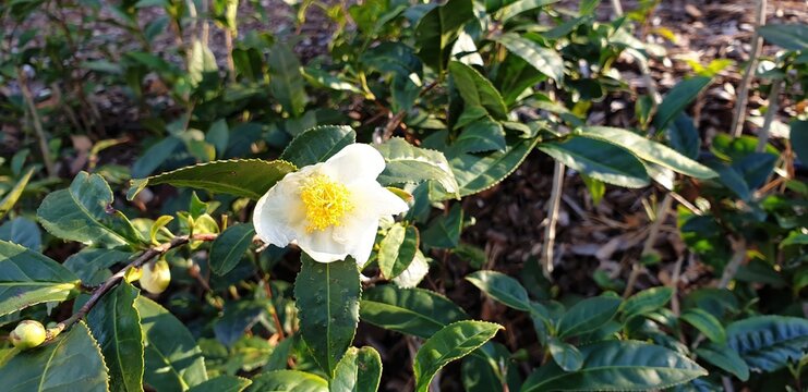 Camellia sinensis is an evergreen broadleaved shrub cultivated in Korea as a primary tea resource. This botanical specimen features glossy dark leaves utilized for agricultural production.