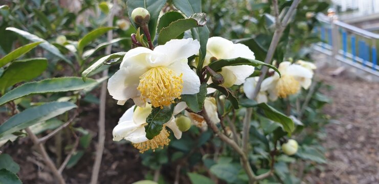 Camellia sinensis is an evergreen broadleaved shrub cultivated in Korea as a primary tea resource. This botanical specimen features glossy dark leaves utilized for agricultural production.