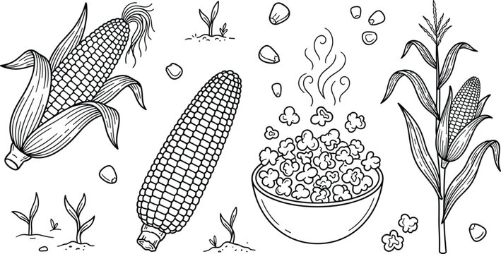 Corn vector line art set with popcorn bowl maize plant stalk cobs kernels and sprout outline illustrations,