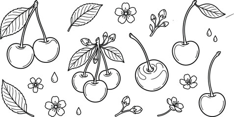 Hand drawn fresh cherries leaves cherry blossoms and buds line art vector elements set isolated on white. © MdNipon