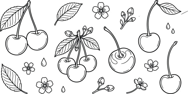 Hand drawn fresh cherries leaves cherry blossoms and buds line art vector elements set isolated on white.