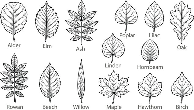 Vintage hand drawn leaf collection vector illustration set featuring labeled forest tree leaves engraving style.