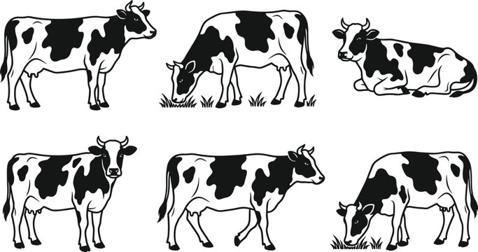 Black and White Dairy Cows Vector Illustration Set Featuring Holstein Cattle Grazing Standing and Lying Down Isolated on White Background