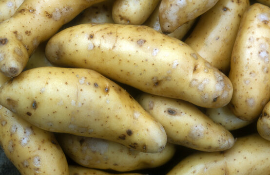 Pomme de terre Ratte